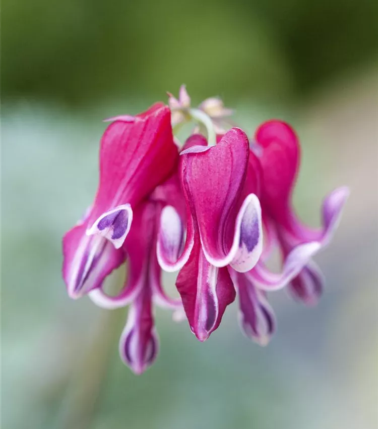 Zwergige Garten-Herzblume 'Burning Hearts'®