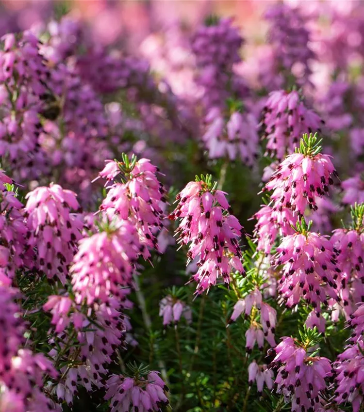 Bruyère du Cap Bruyère du Cap