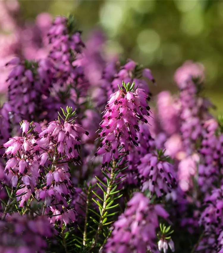 Bruyère du Cap Bruyère du Cap