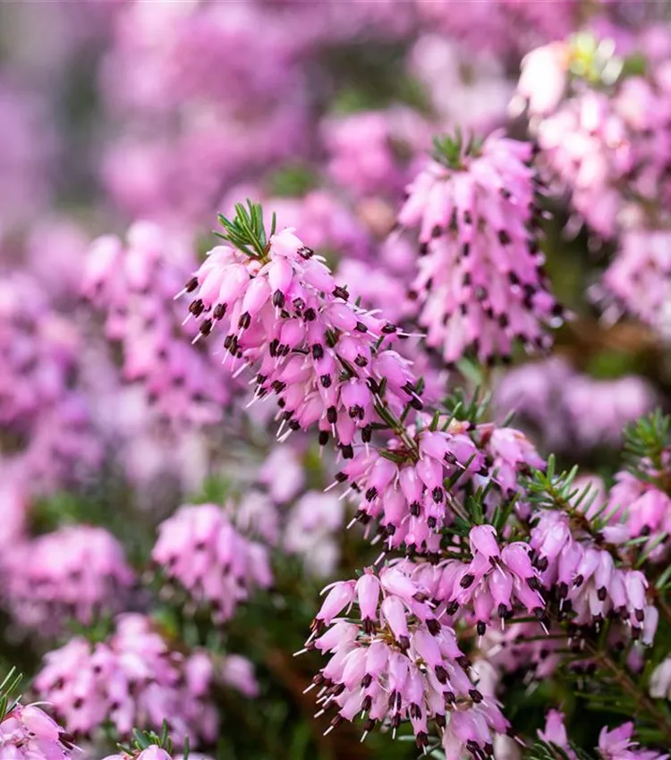 Bruyère du Cap Bruyère du Cap