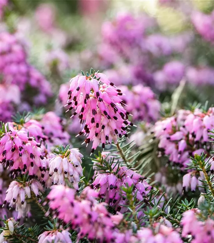 Bruyère du Cap Bruyère du Cap