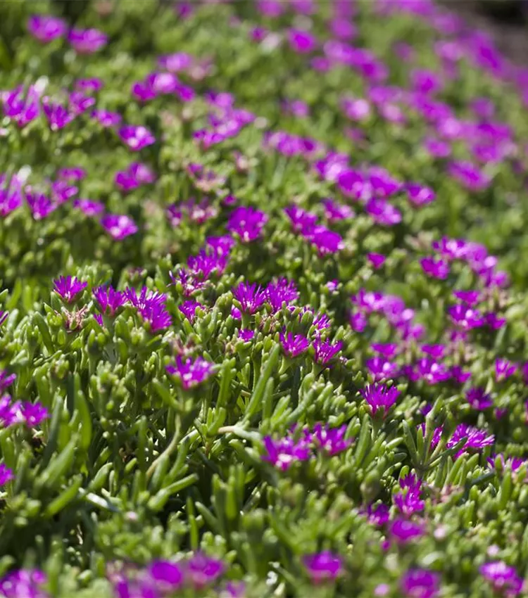 Transvaal-Mittagsblume