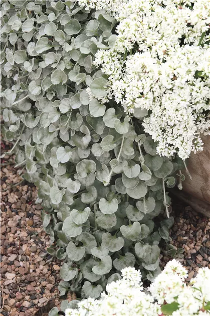 zimmerpflanze mit haarigen blättern Philodendron serpens – Behaarte Blattstiele & glänzende Herzblätter main image 0