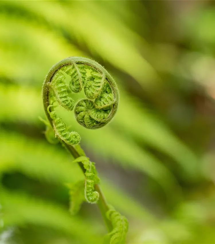 Dicksonia antarctica, Australischer Baumfarn | RICOTER Erdaufbereitung AG