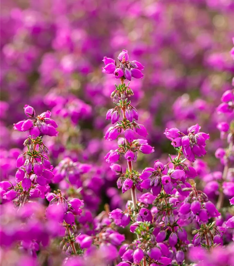 Grauheide 'Lila Fee' Grauheide 'Lila Fee'