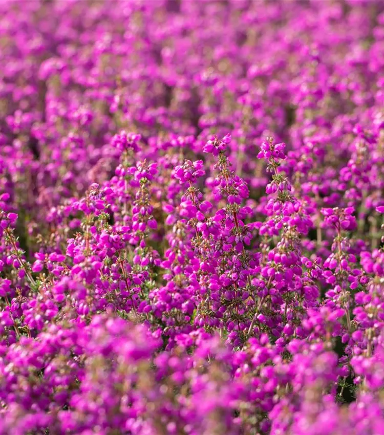 Grauheide 'Lila Fee' Grauheide 'Lila Fee'