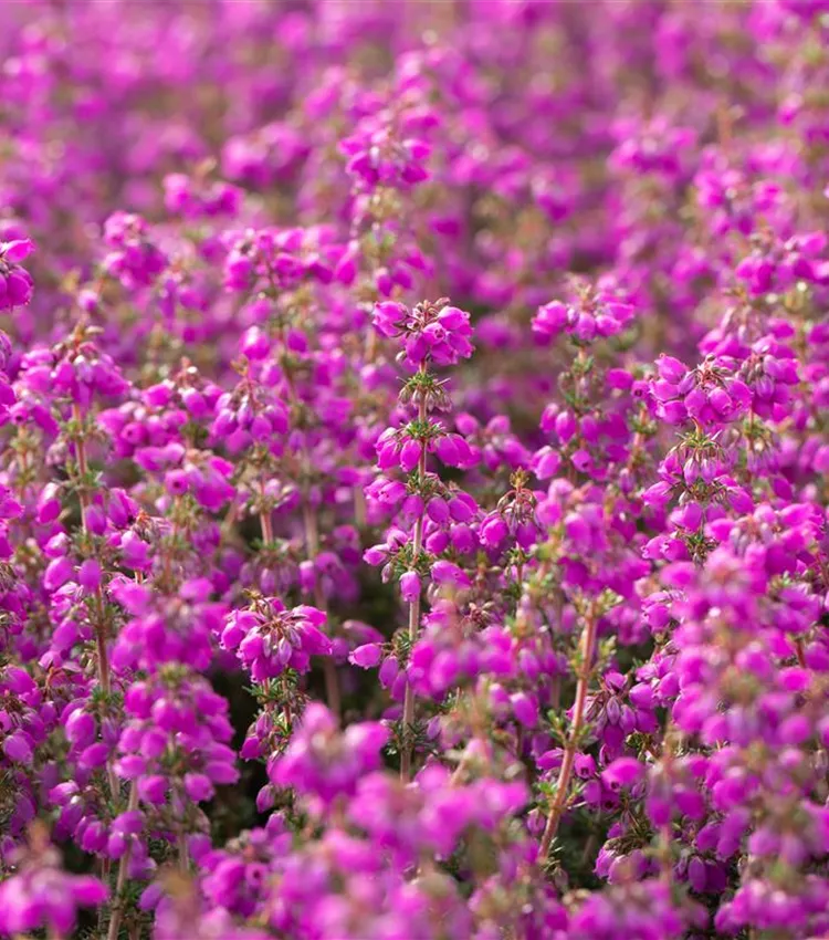 Grauheide 'Lila Fee' Grauheide 'Lila Fee'