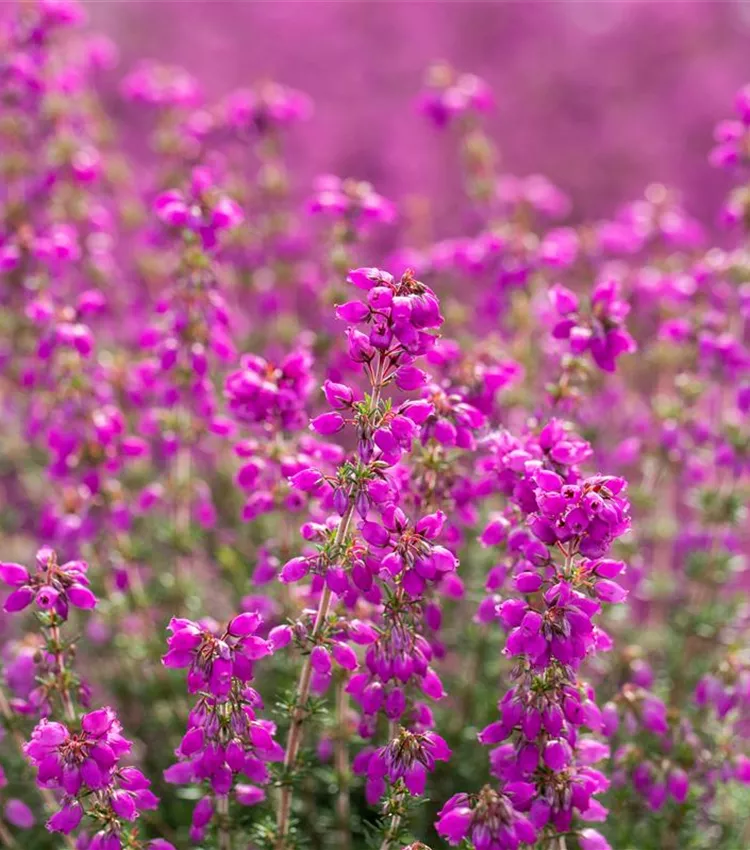 Grauheide 'Lila Fee' Grauheide 'Lila Fee'