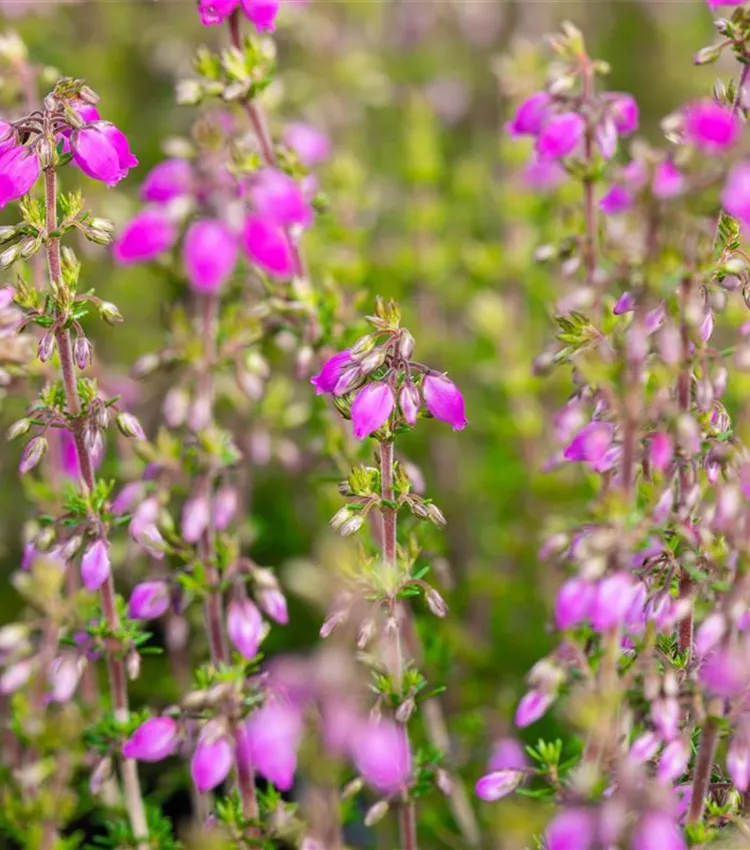 Grauheide 'Lila Fee' Grauheide 'Lila Fee'