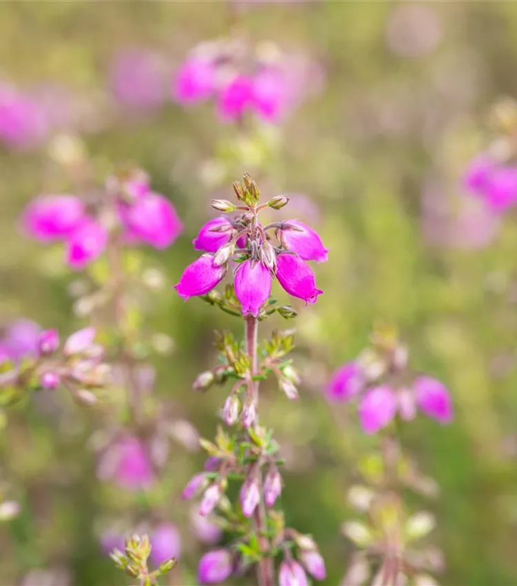 Grauheide 'Lila Fee' Grauheide 'Lila Fee'