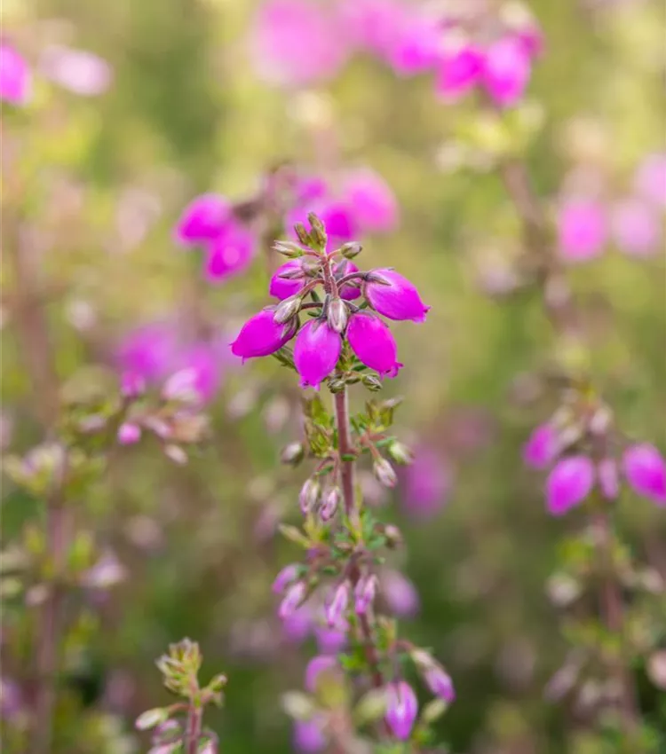 Grauheide 'Lila Fee' Grauheide 'Lila Fee'