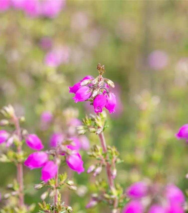 Grauheide 'Lila Fee' Grauheide 'Lila Fee'