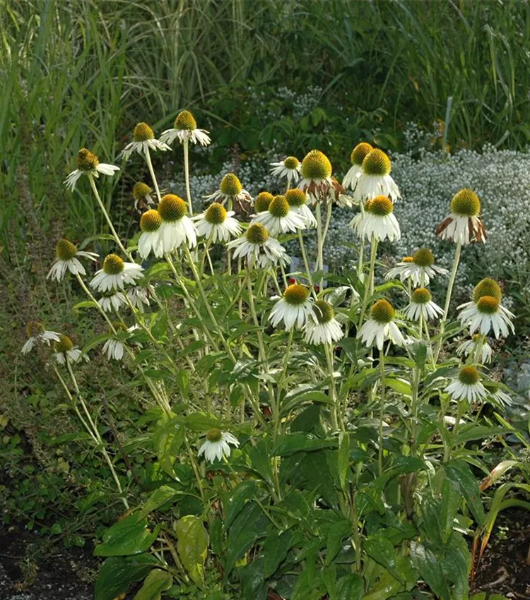 Echinacée pourpre 'Alba'