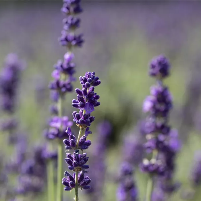 Mediterrane Pflanzen