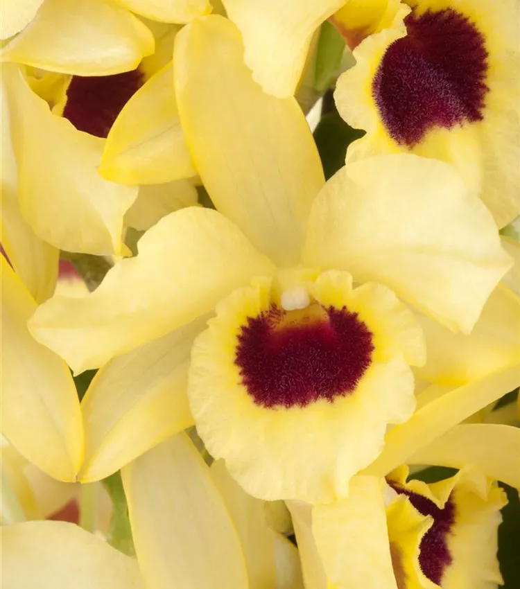 Orchidée bambou 'Songbird'