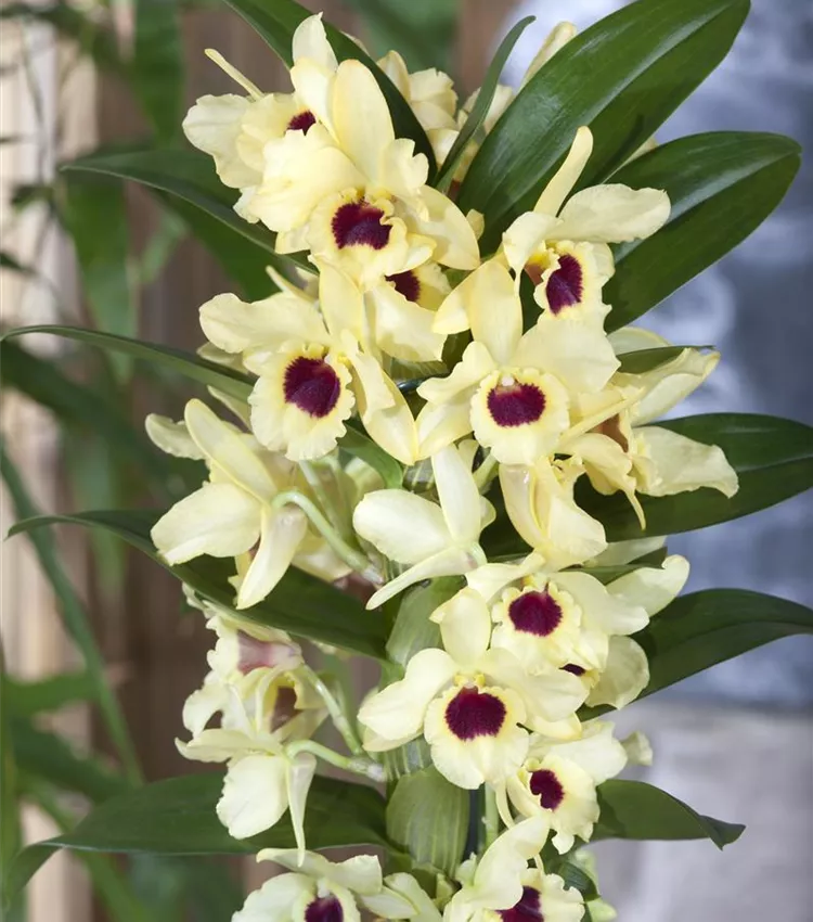 Orchidée bambou 'Songbird'