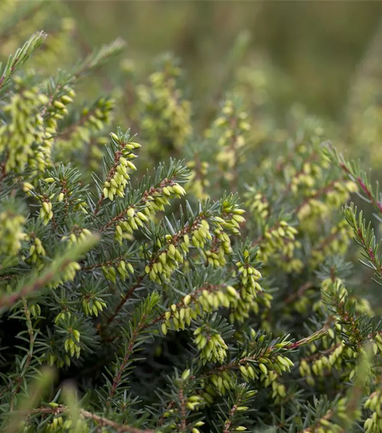 Winterblühende Heide