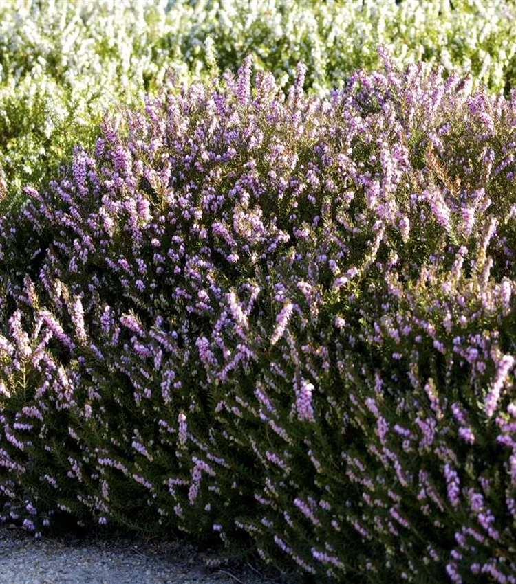 Winterblühende Heide 'Darley Dale'