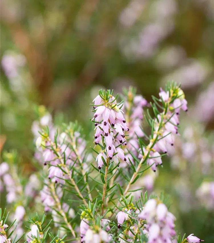Winterblühende Heide 'Darley Dale'