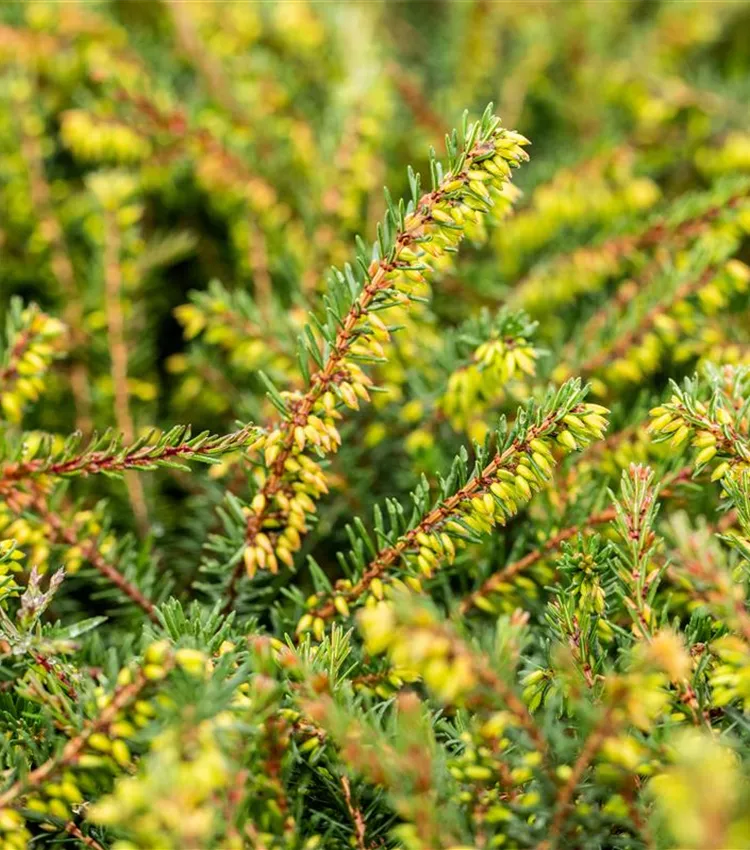 Bruyère du Cap 'Kramer´s Rote'