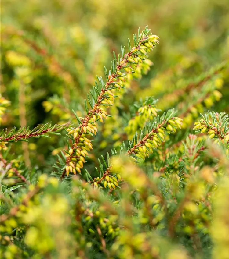 Bruyère du Cap 'Kramer´s Rote'