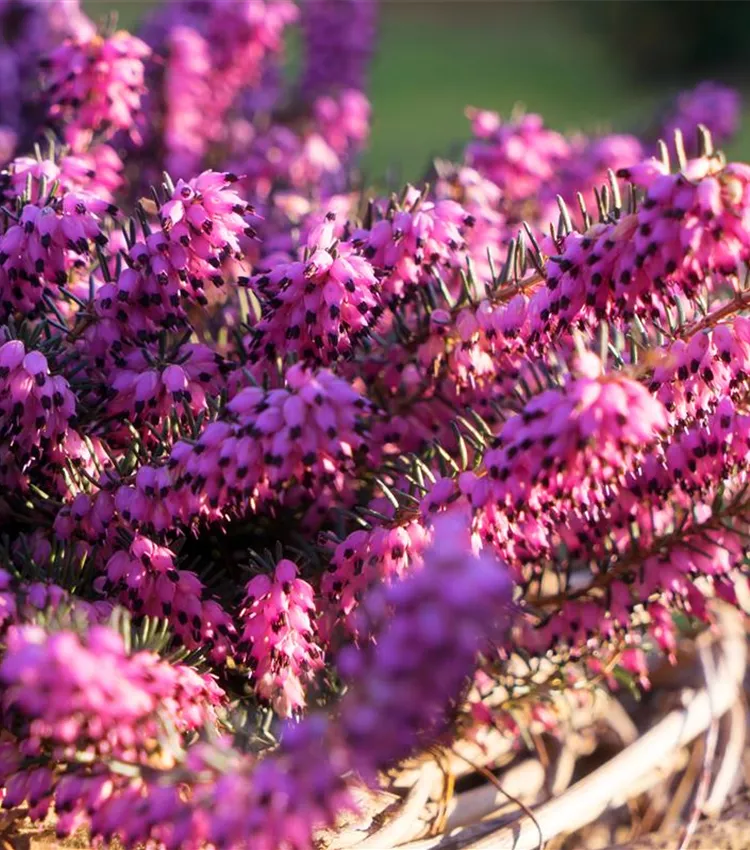 Bruyère du Cap 'Kramer´s Rote'