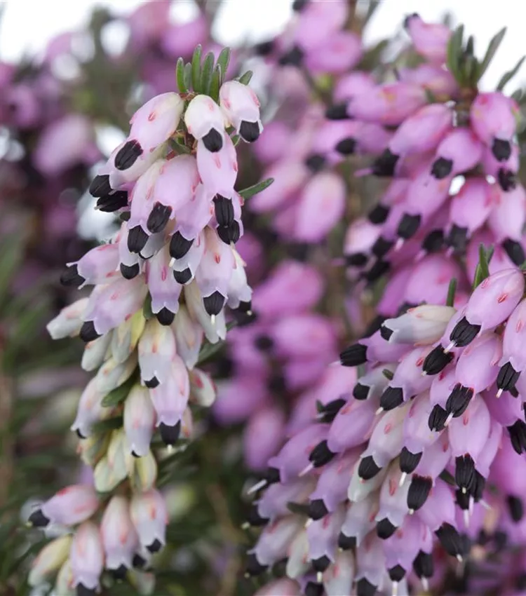 Winterblühende Heide 'Lena'