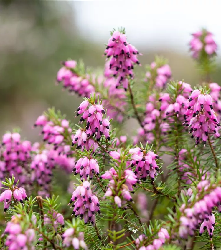 Winterblühende Heide 'Lena'